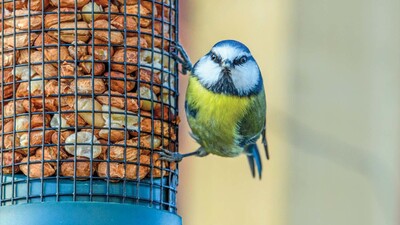 Bird on feeder-- good for human health
