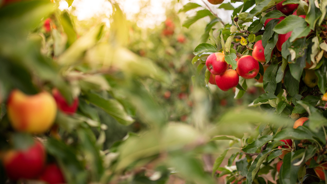 Thuringia, Germany: Ripe apples hanging on a tree in an apple orchard.