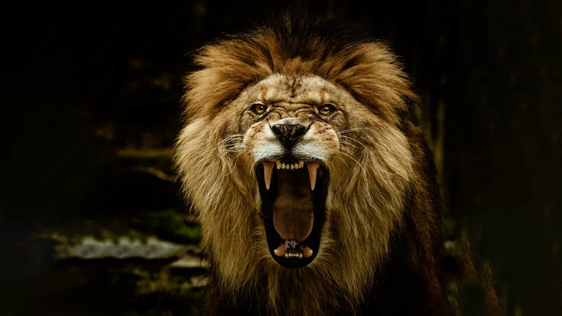 The Lion Roars (Amos)