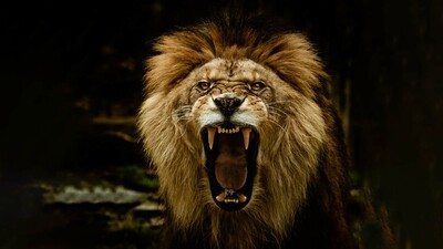 211208-Lion-iStock-1006232516.jpg