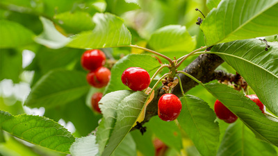 Spring First Fruits