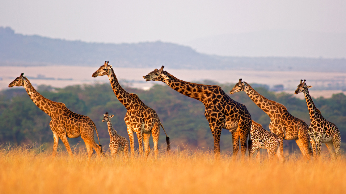 Masai giraffe of all sizes in a row against rolling landscape of the Masai Mara, Kenya