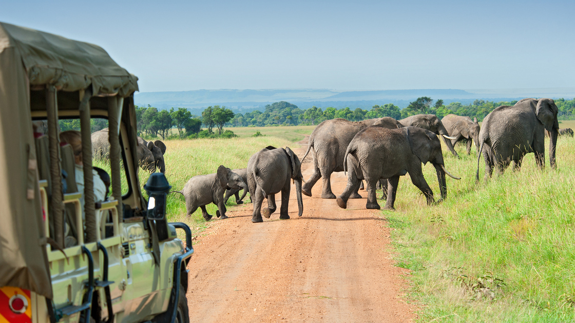 Safari cars are following a large African Elephants (Loxodonta)in the plains of the Masai Mara.