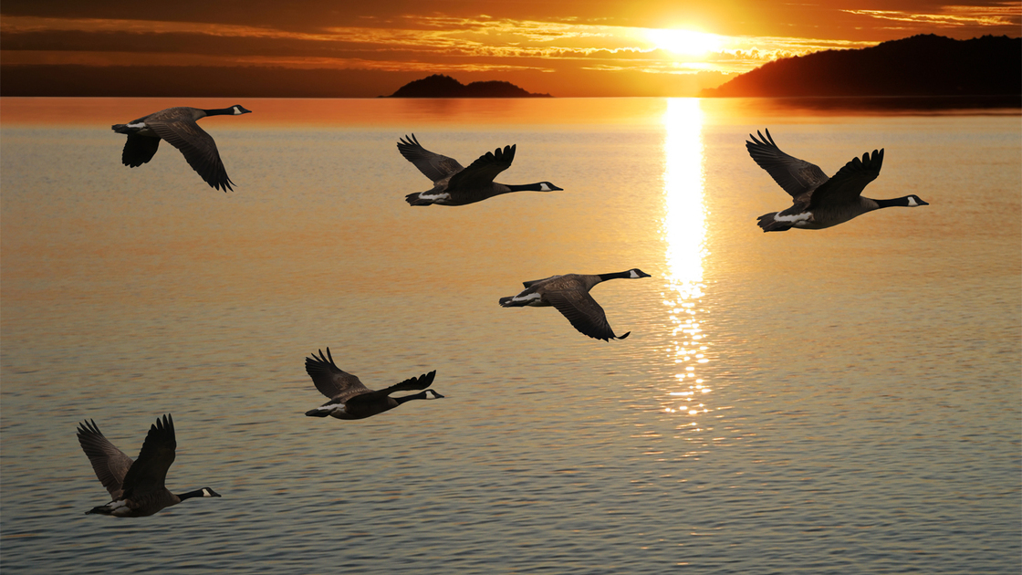 migrating canada geese in silhouette flying over lake at sunrise (XL)