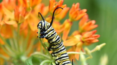 231222-RM-The Incredible Caterpillar Potential-1186010126.jpg