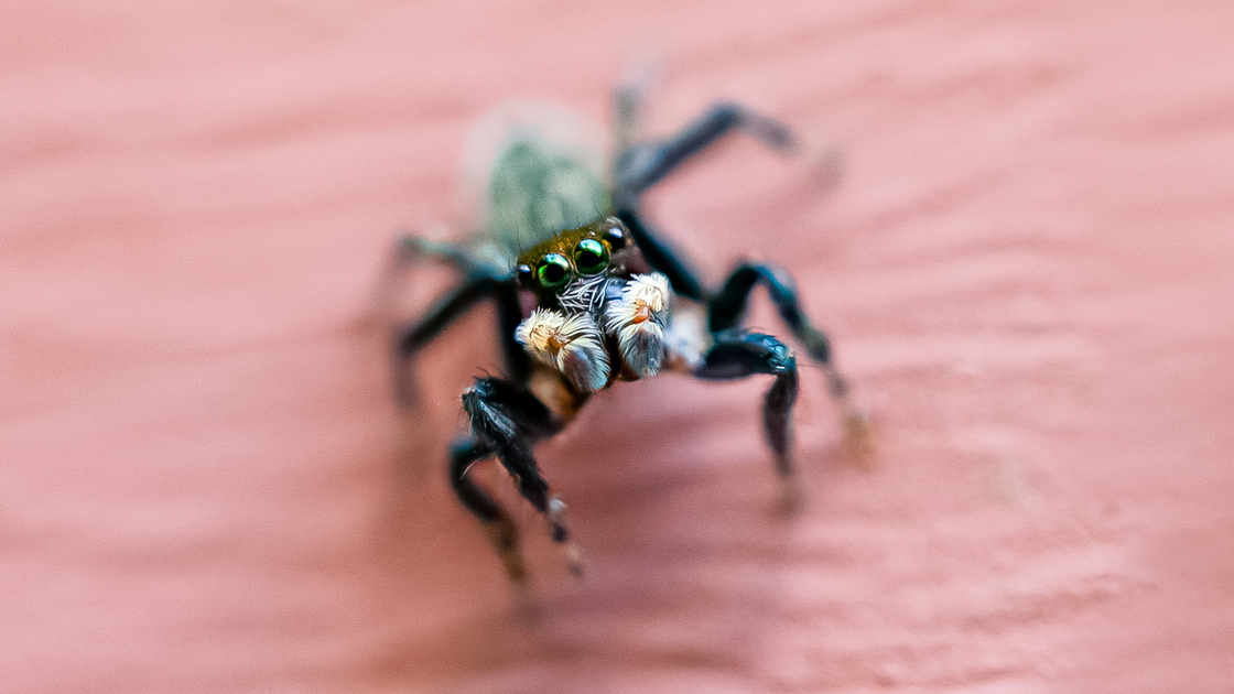 240826-AK-The Spider on My Shirt-1303259106.jpg