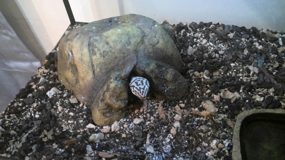 Mihailo Zekic’s lizard