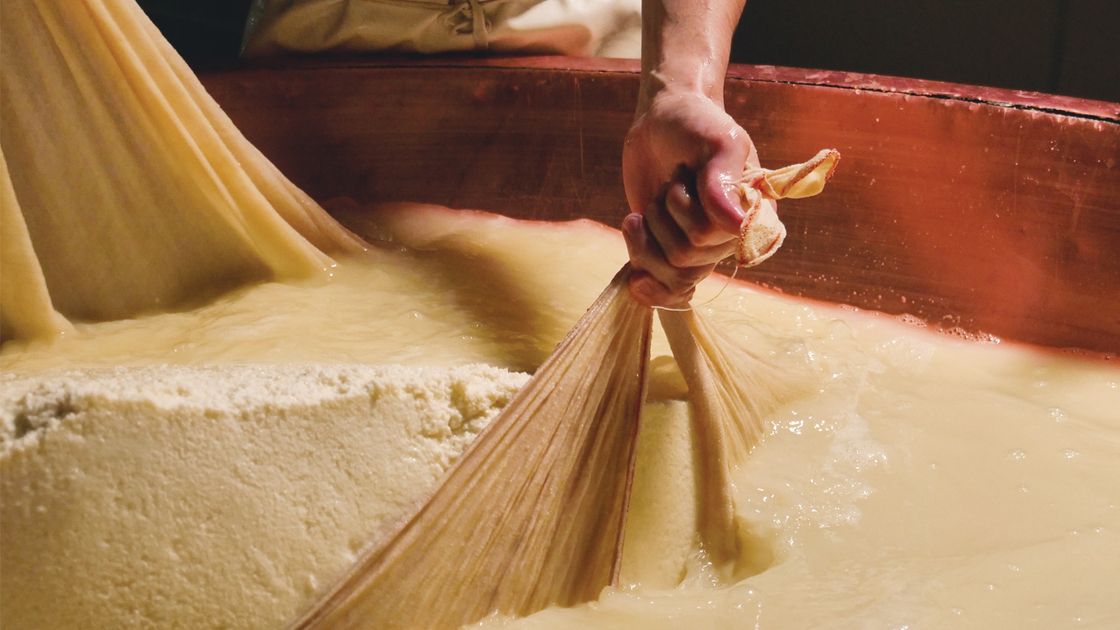 Close up of a cheesemaker is preparing  a form of Parmesan cheese using fresh and biologic milk following the ancient Italian tradition in a dairy factory.