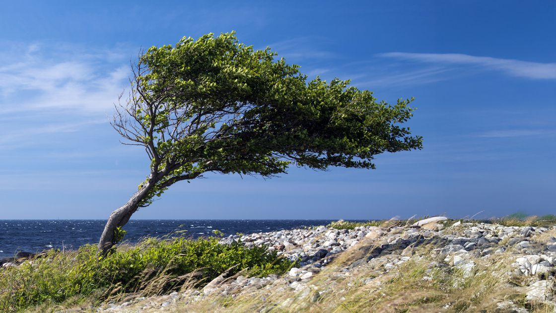 Lonely tree bent by the wind at the sea coast.