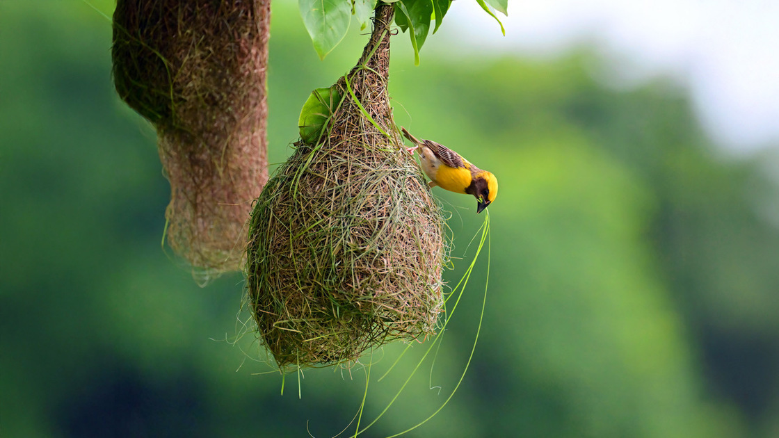 260715—The Weaverbird (presented by Mr. Steve Hercus)_slide 1.jpeg