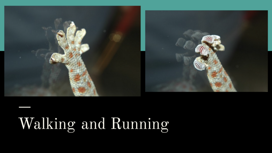 260726—Geckos (presented by Mr. Adiel Granados)_slide 4.png