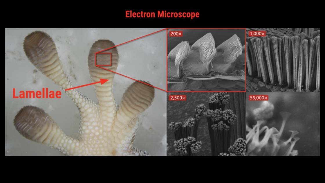 260726—Geckos (presented by Mr. Adiel Granados)_slide 2.png