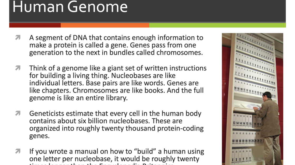 260728—Monkeys (presented by Mr. Andrew Miiller)_slide 3.png