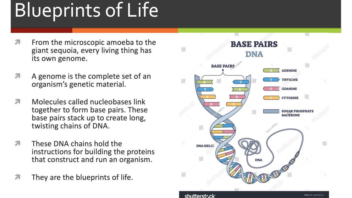 260728—Monkeys (presented by Mr. Andrew Miiller)_slide 2.png