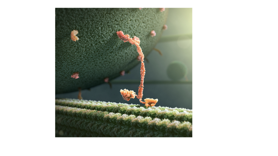 260730—Kinesin (presented by Mr. Jeremiah Romanos)_slide 3.png