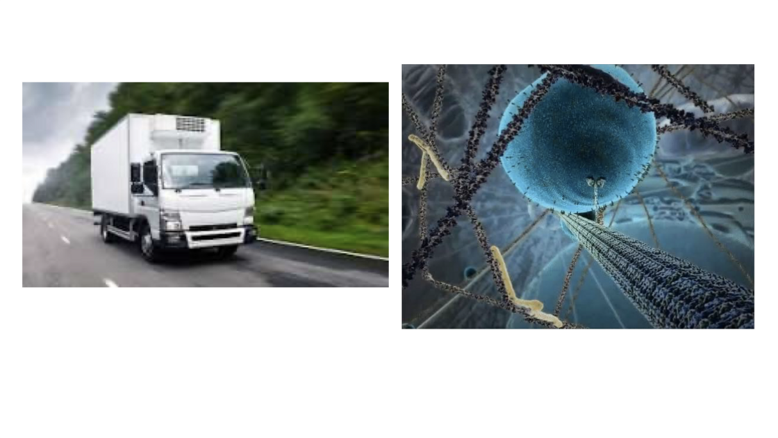 260730—Kinesin (presented by Mr. Jeremiah Romanos)_slide 5.png
